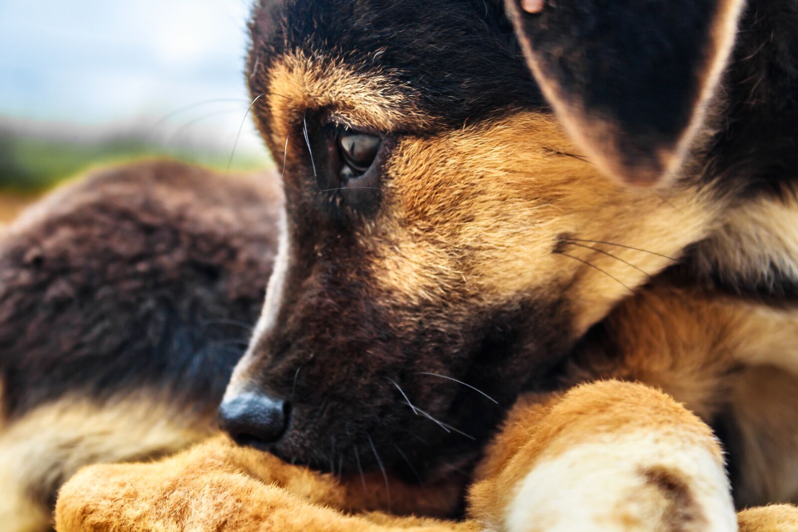 Canon EOS 600D (Rebel EOS T3i / EOS Kiss X5) sample photo. Dog, puppy, sad photography