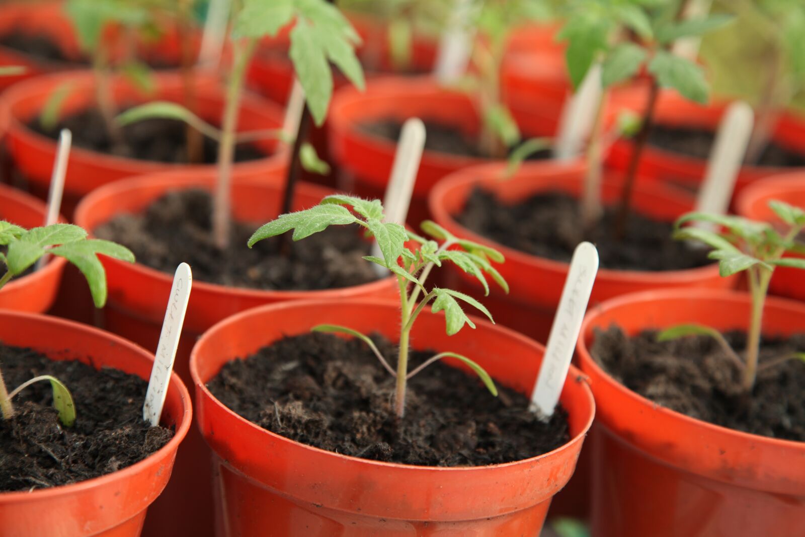Canon EOS 5D Mark II sample photo. Seedling, gardening, greenhouse photography