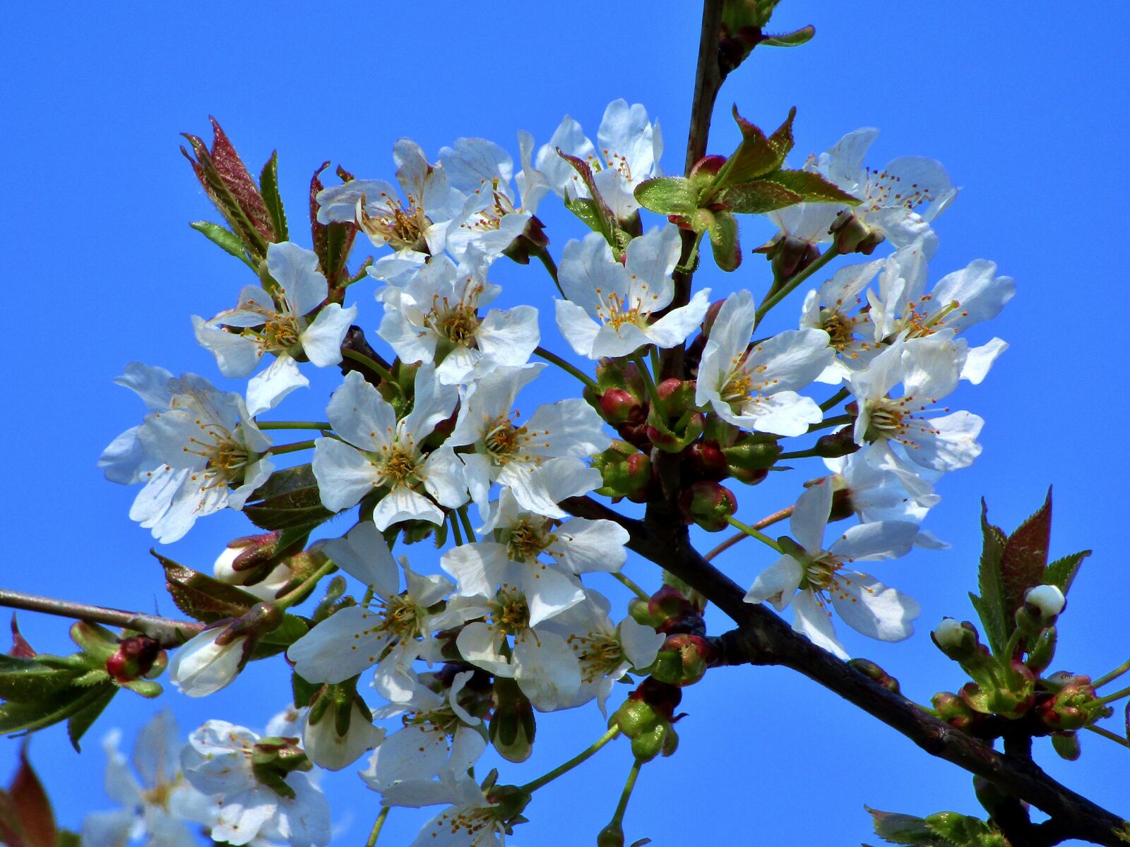 Canon POWERSHOT SX432 IS sample photo. Flowers, spring, garden photography