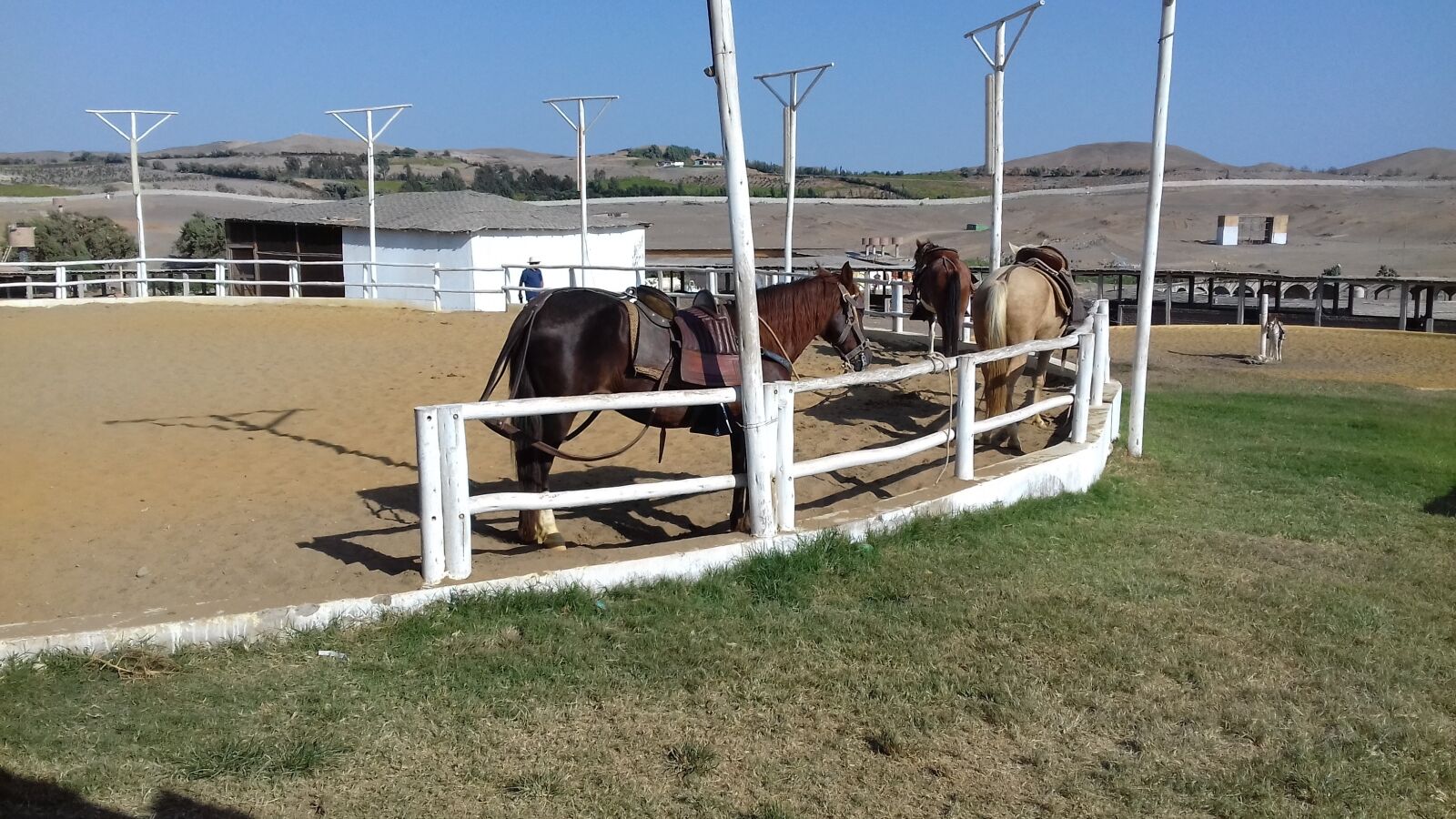 Samsung Galaxy J4 sample photo. Animals, stable, horse photography