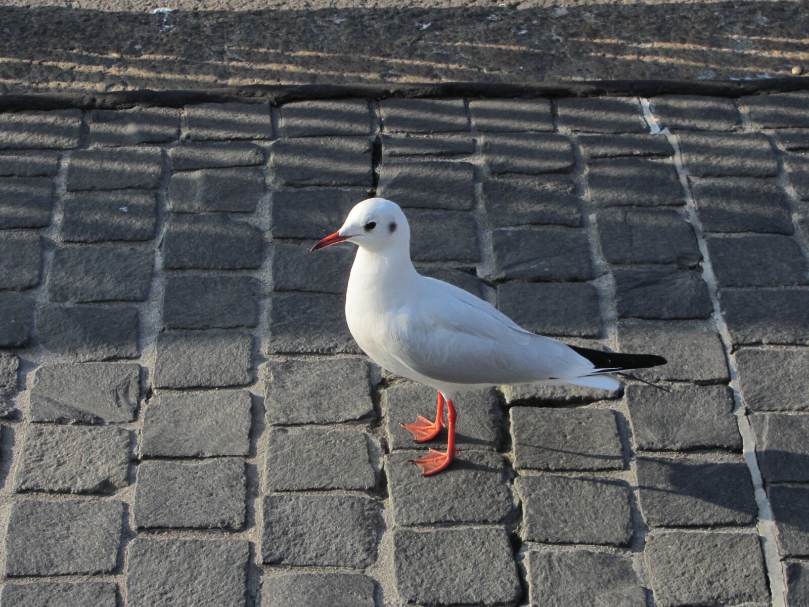 Canon PowerShot SX220 HS sample photo. Seagull, cobblestones, zurich photography