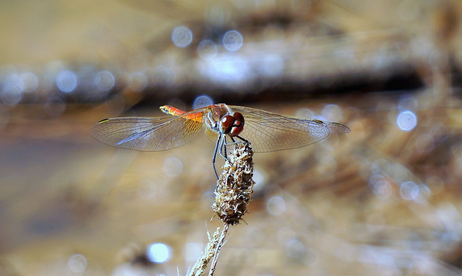 Sony E 55-210mm F4.5-6.3 OSS sample photo. Dragonfly, insect, red dragonfly photography