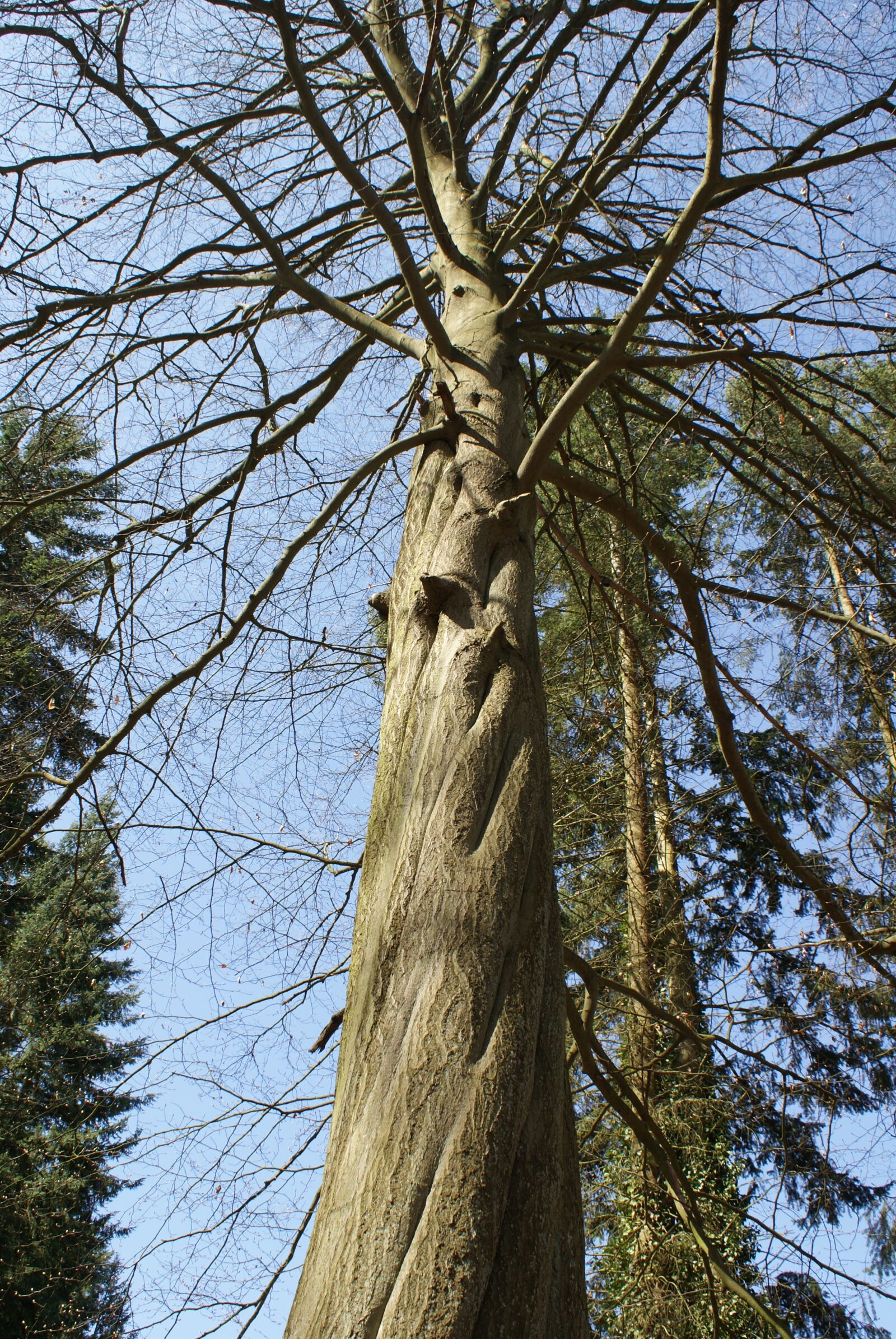 Sony Alpha DSLR-A200 sample photo. Tree, nature, arboretum photography
