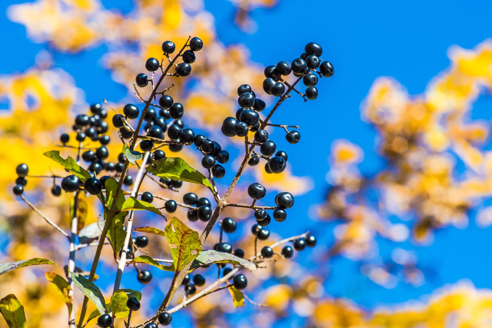 Nikon D5 sample photo. Nature, spring, blue photography