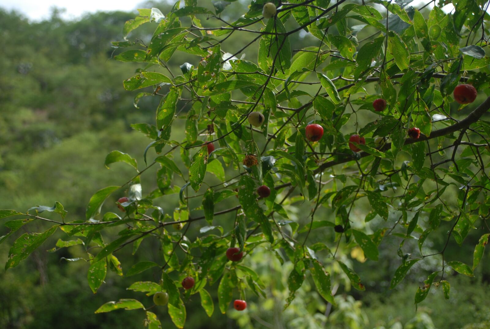 Nikon D200 sample photo. Guachocote, plant, nature photography