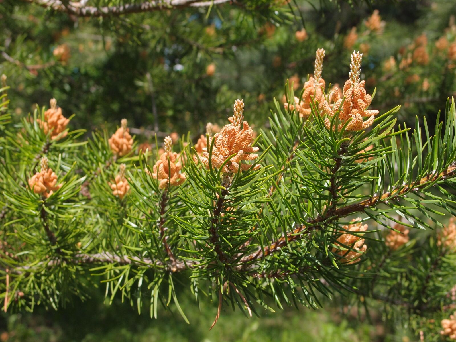 Olympus XZ-1 sample photo. Pine, needles, flowers photography