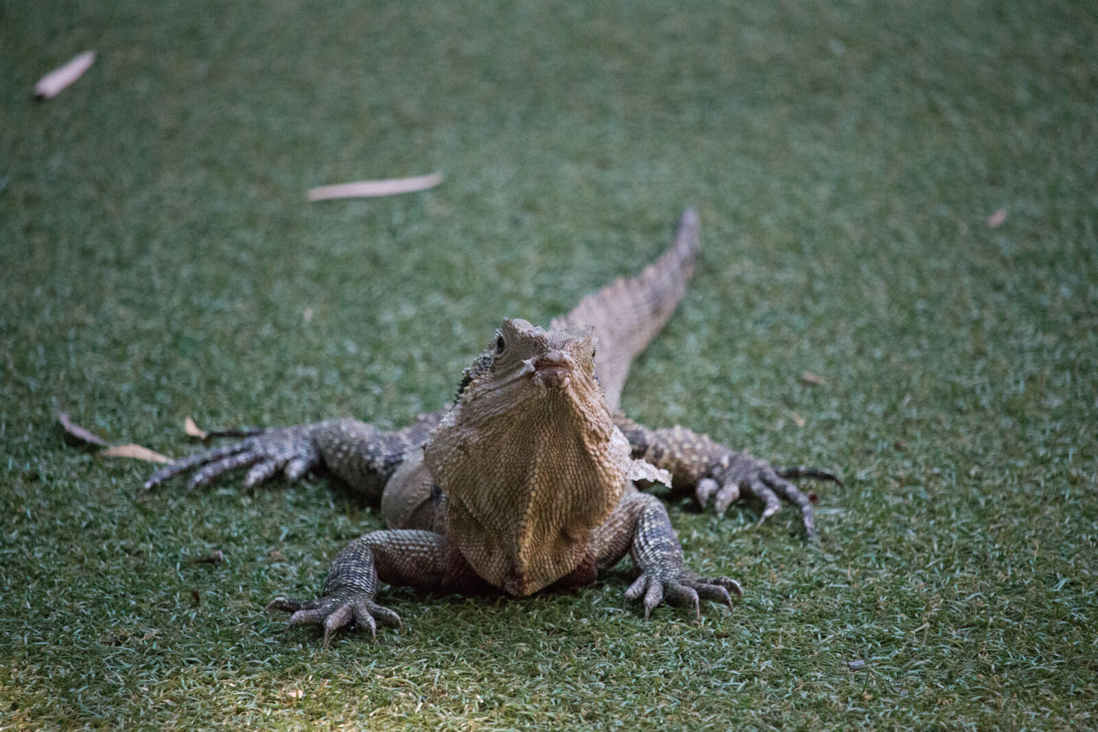 Canon EOS 70D + Canon EF-S 55-250mm F4-5.6 IS STM sample photo. Lizard photography