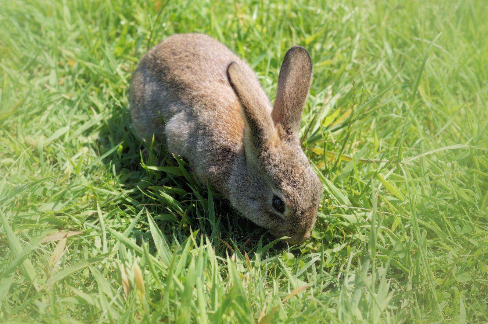 Sony SLT-A58 + Sony DT 35mm F1.8 SAM sample photo. Hare, rabbit, long eared photography