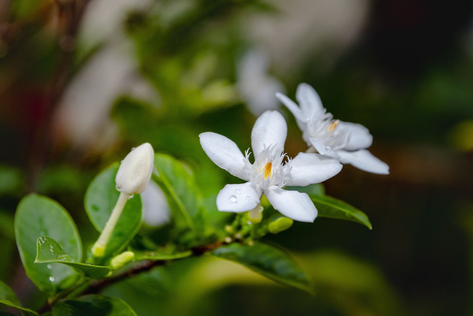 Tamron SP AF 17-50mm F2.8 XR Di II LD Aspherical (IF) sample photo. Jasmine, white, flower photography