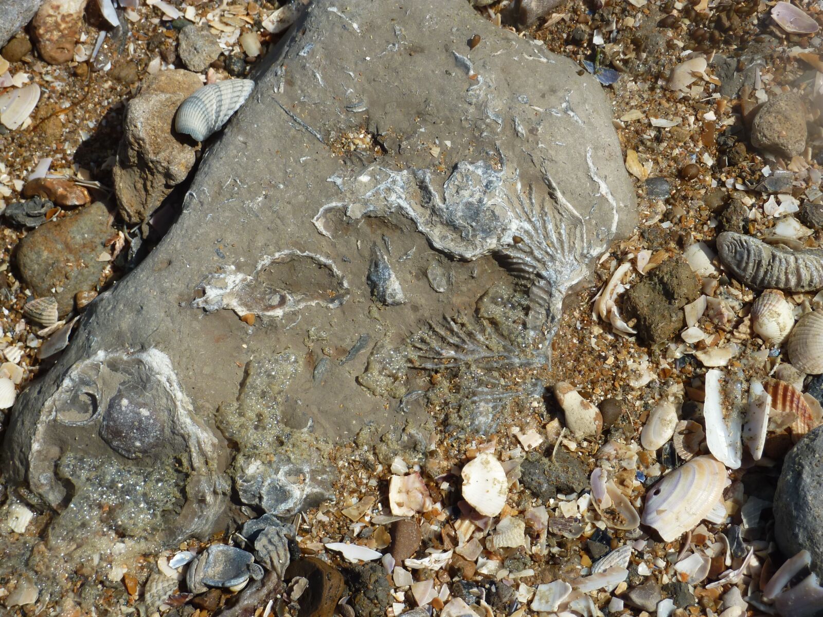 Panasonic DMC-TZ65 sample photo. Fossil, beach, geology photography