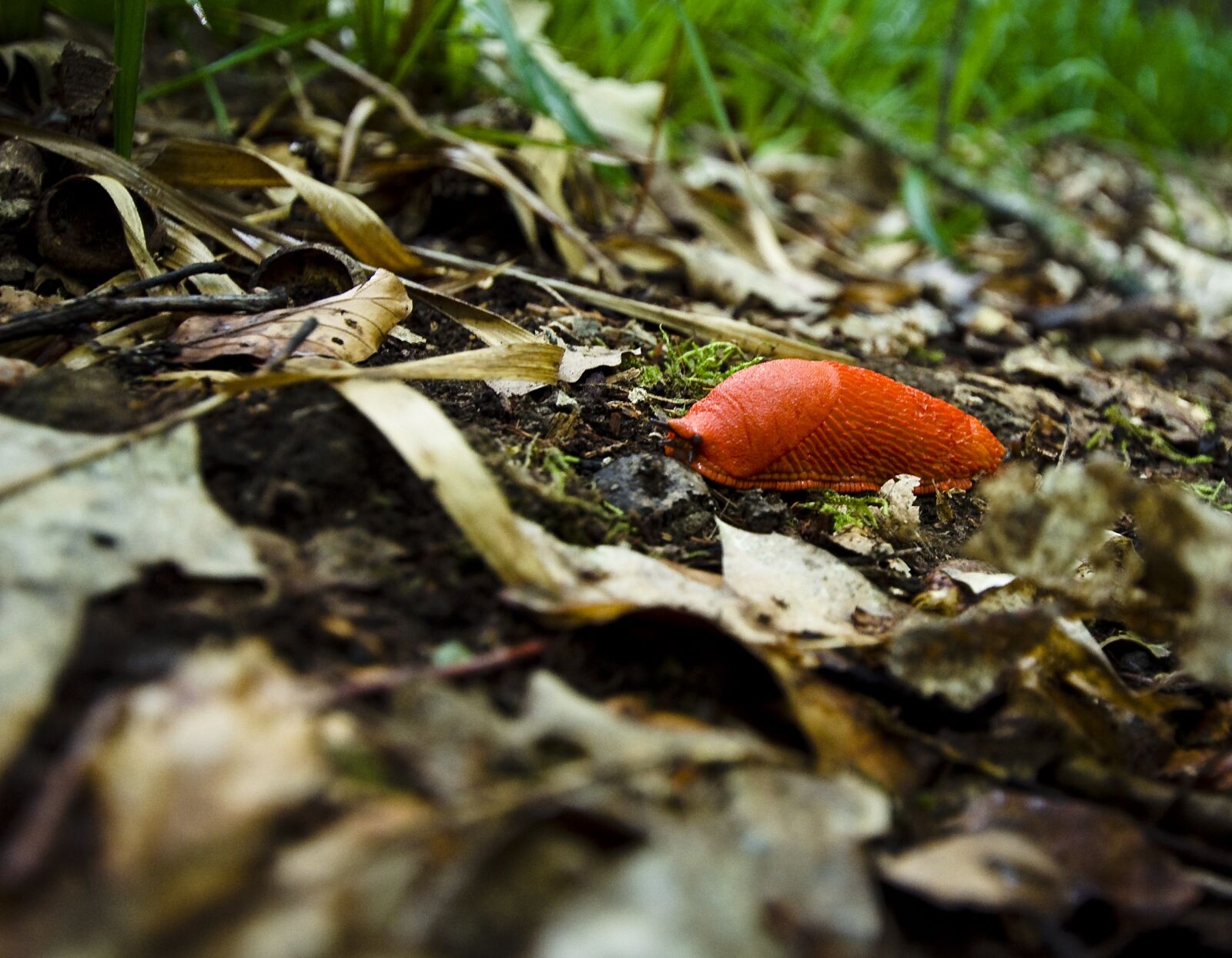 Nikon D5100 sample photo. Snail, forest, forest floor photography