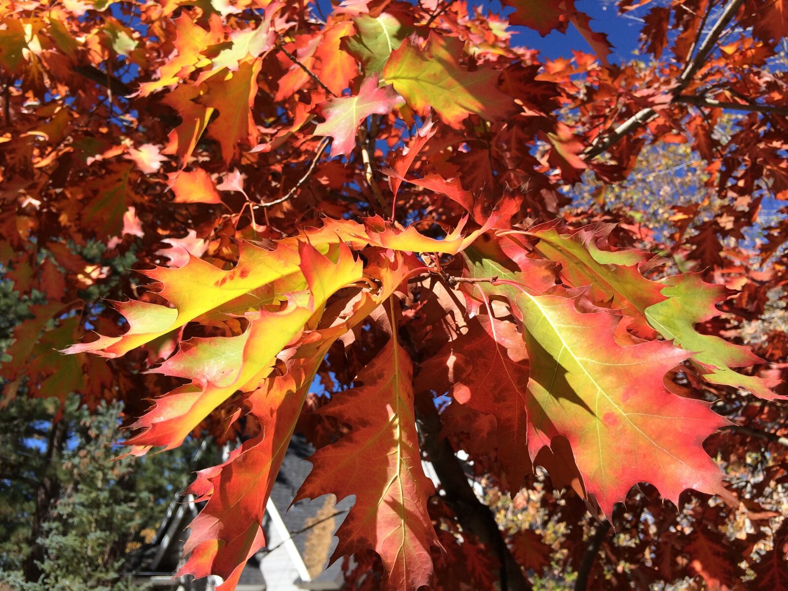 iPhone 5s back camera 4.15mm f/2.2 sample photo. Oak leaf, red, yellow photography