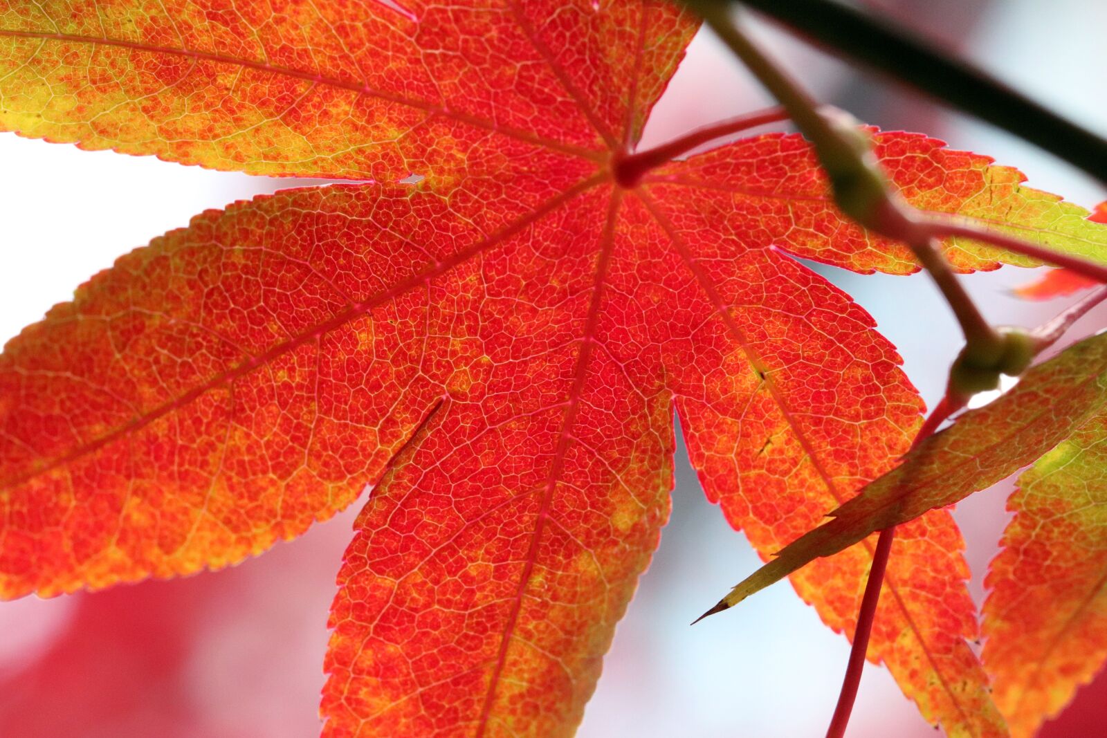 Canon EOS 800D (EOS Rebel T7i / EOS Kiss X9i) sample photo. Autumn leaves, maple, autumn photography
