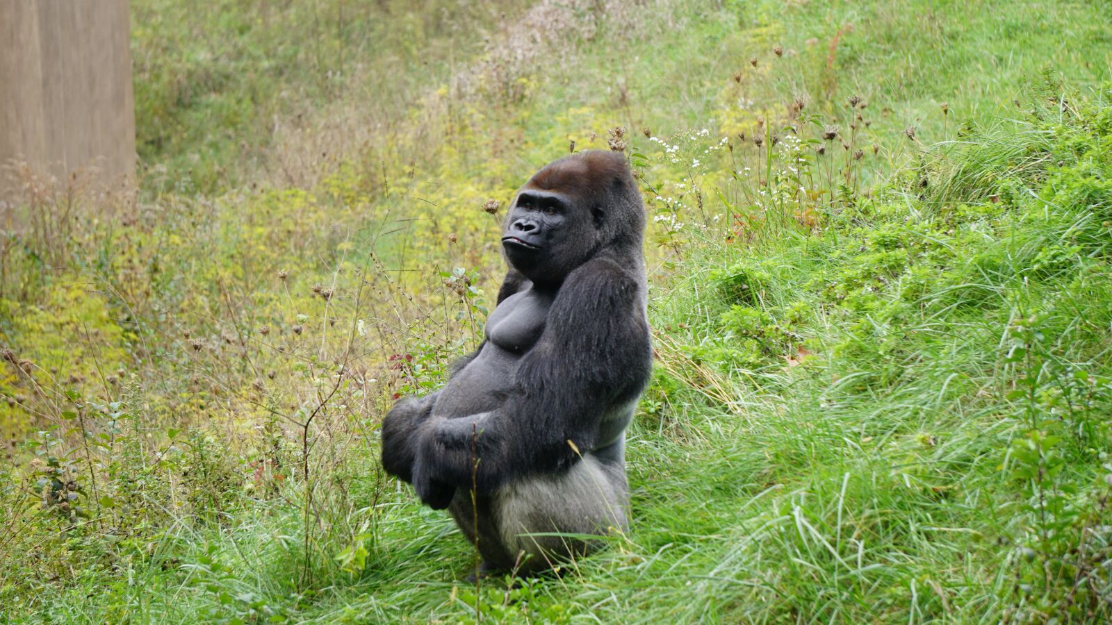 Sony E 55-210mm F4.5-6.3 OSS sample photo. Gorilla, ape, monkey photography
