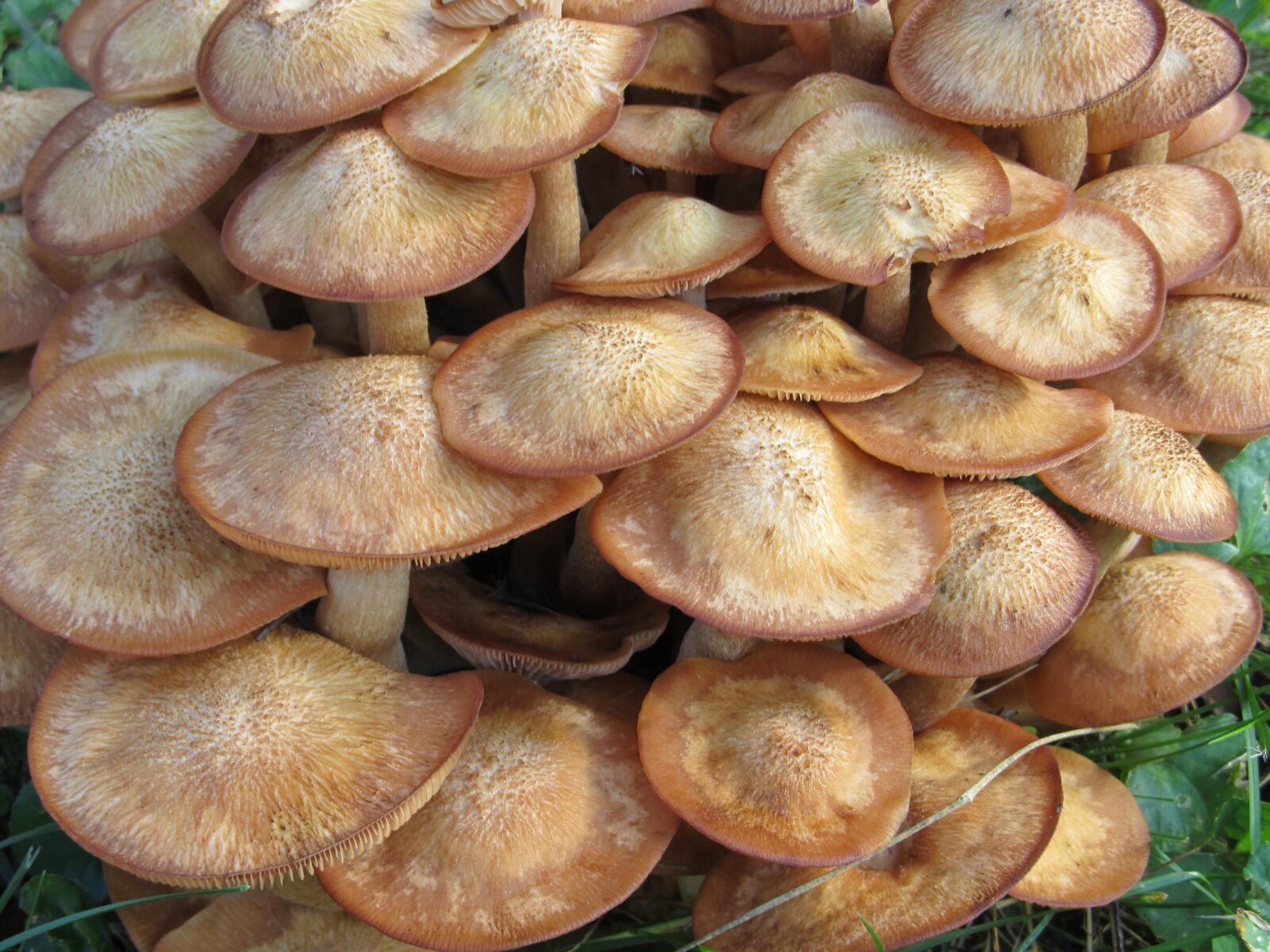Canon PowerShot SX130 IS sample photo. Mushrooms, wild, fungi photography