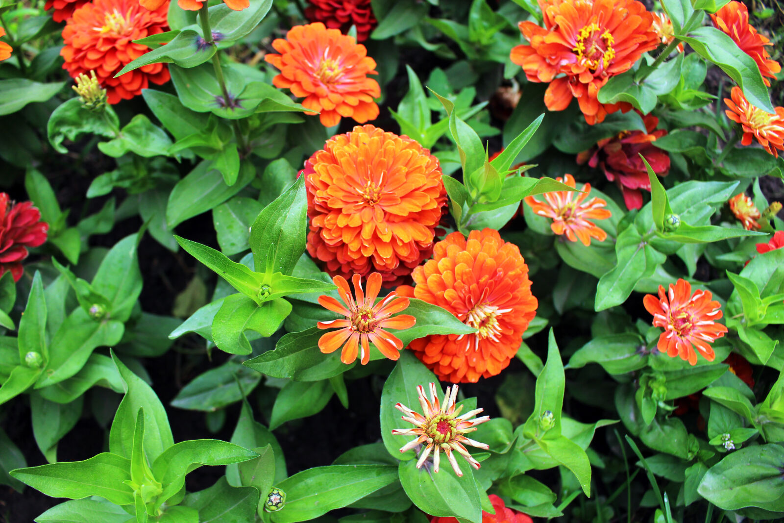 Canon EOS 700D (EOS Rebel T5i / EOS Kiss X7i) sample photo. Bloom, blossom, close, up photography