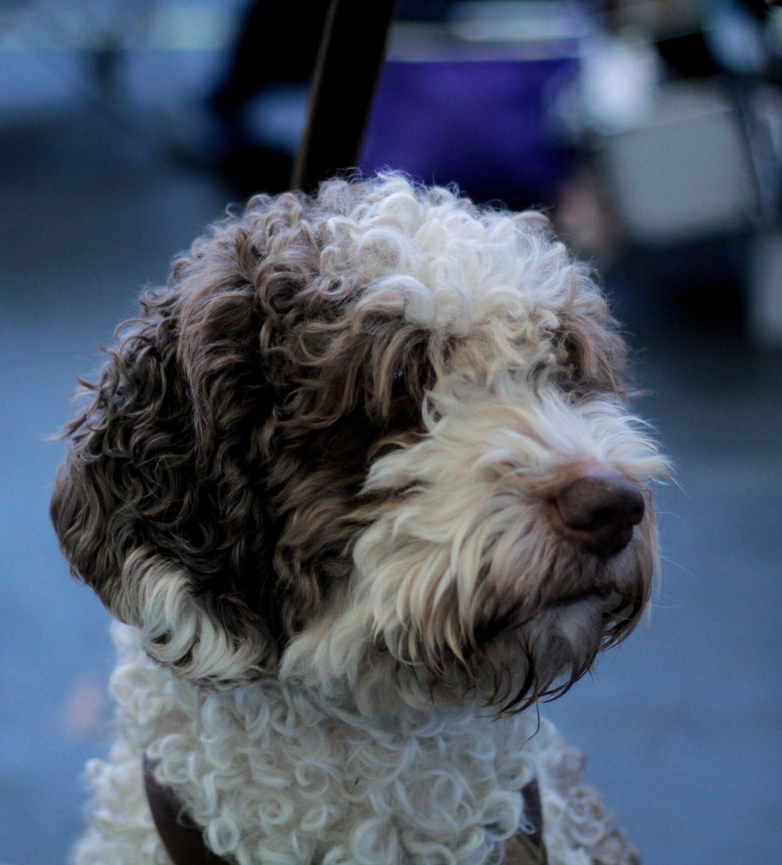 Canon EOS 600D (Rebel EOS T3i / EOS Kiss X5) + Canon EF 50mm F1.8 STM sample photo. Dog, fur, purebred photography