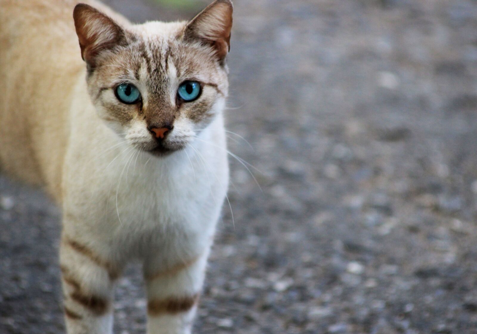 Canon EOS 600D (Rebel EOS T3i / EOS Kiss X5) sample photo. Cat, feline, pet photography