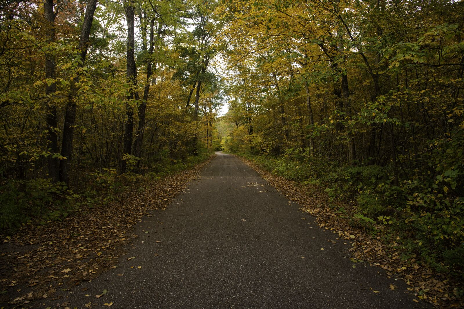 Nikon D750 sample photo. Road, corridor, trees photography