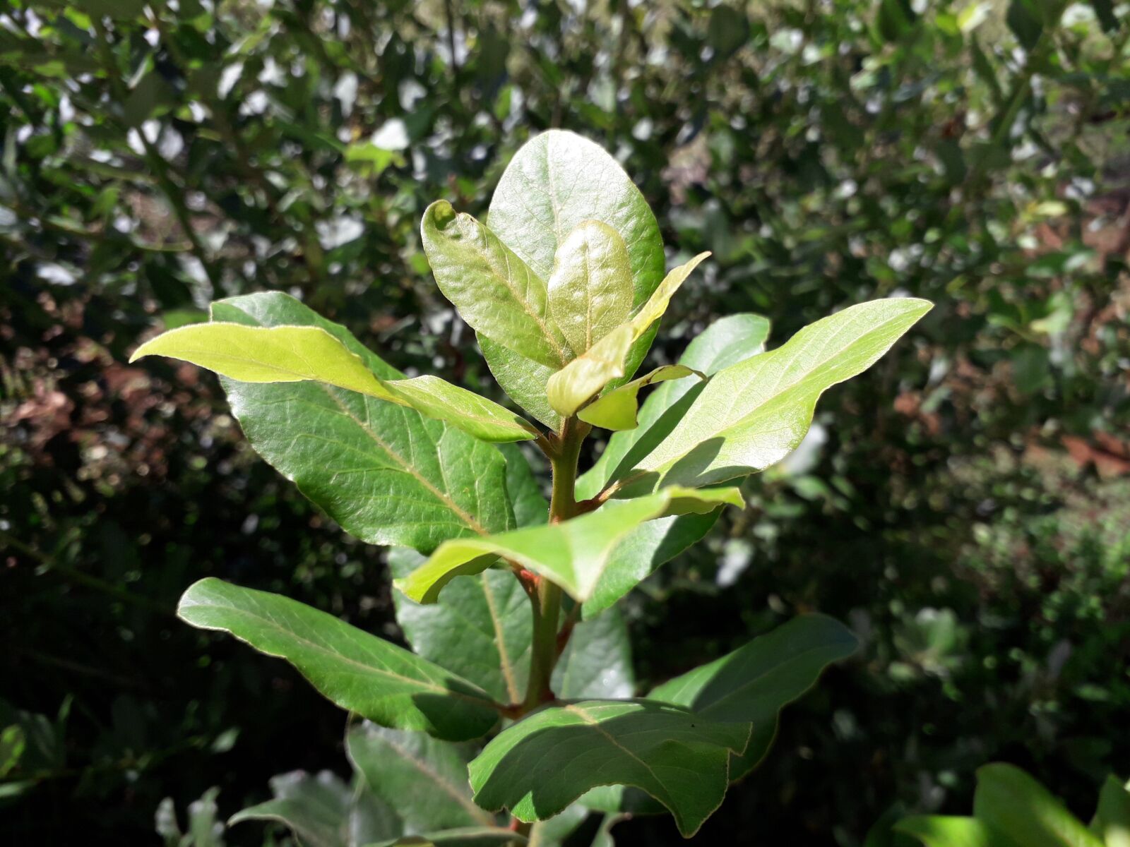 Samsung Galaxy J4 sample photo. Laurel, plants, leaves photography
