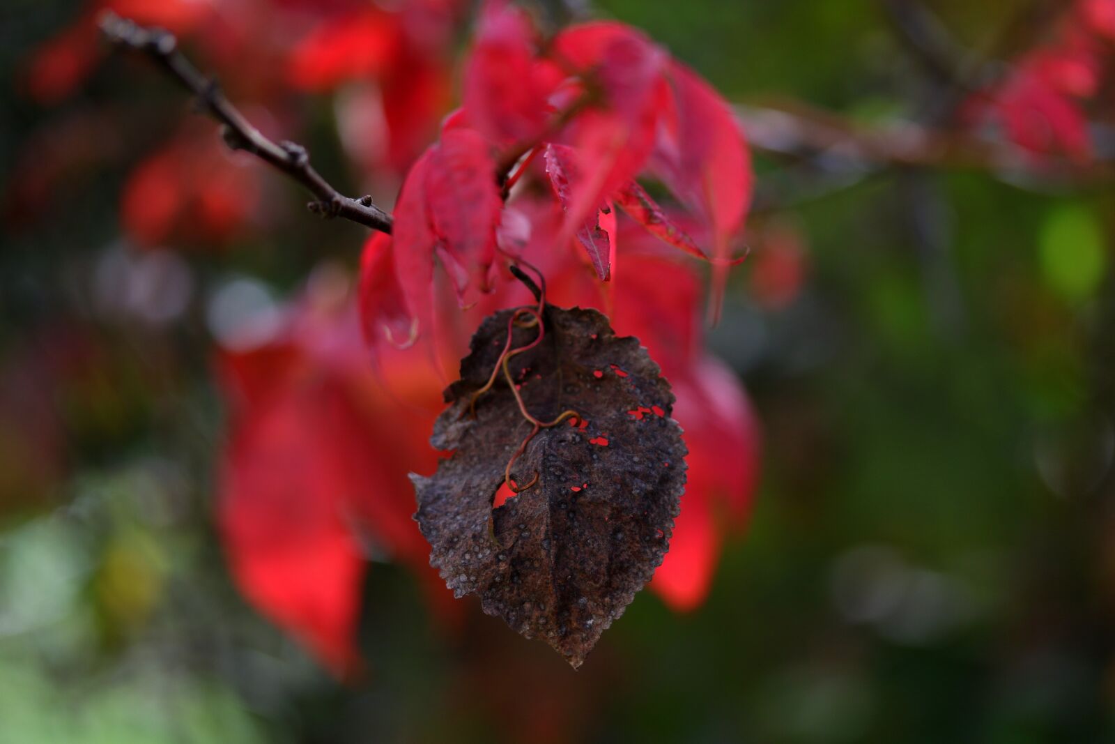 Canon EF-S 60mm F2.8 Macro USM sample photo. Leaves, red, autumn photography