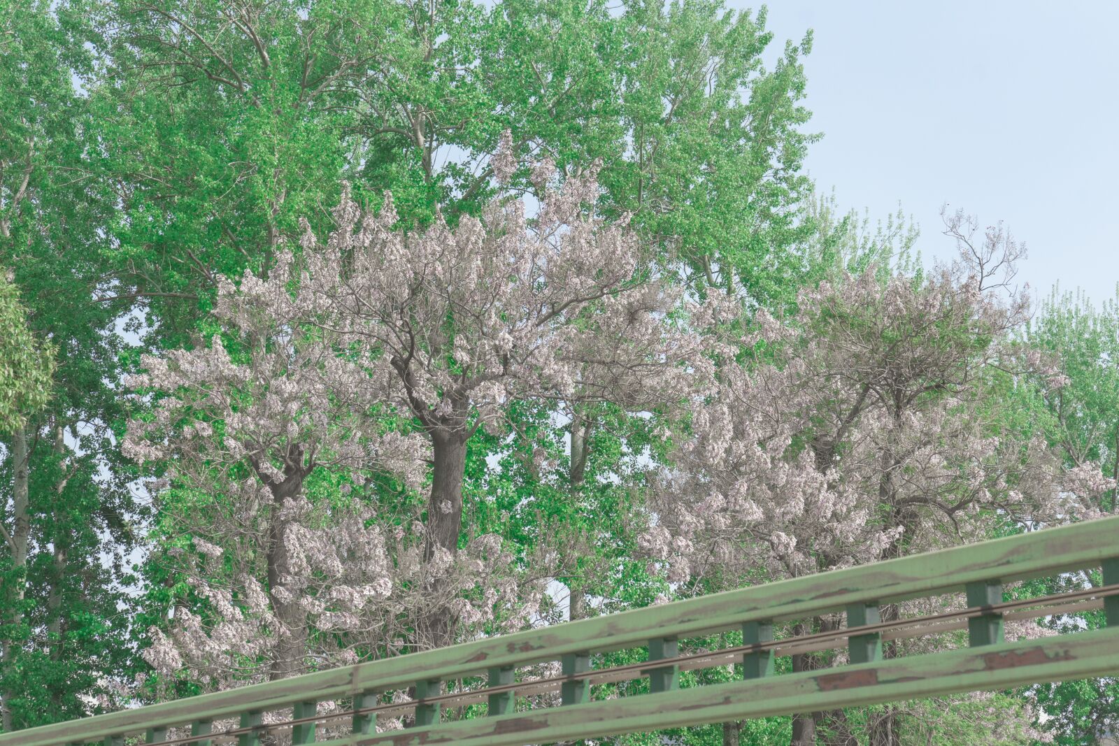 Sony a7 II sample photo. Tracks, cherry blossom, green photography
