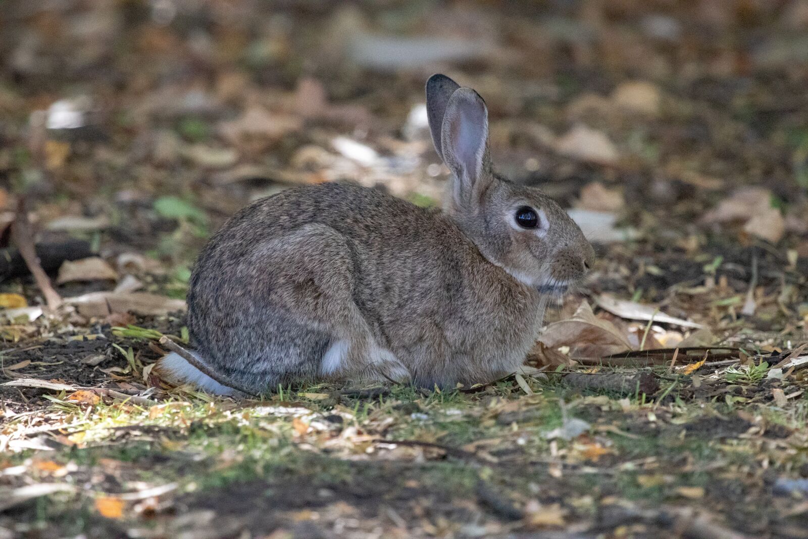 Canon EF 100-400mm F4.5-5.6L IS USM sample photo. Nature, cute, wildlife photography