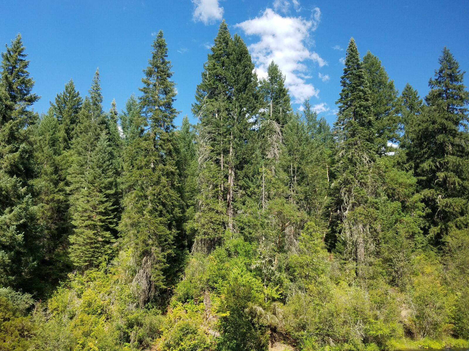 Samsung Galaxy S7 sample photo. Woods, forest, trees photography