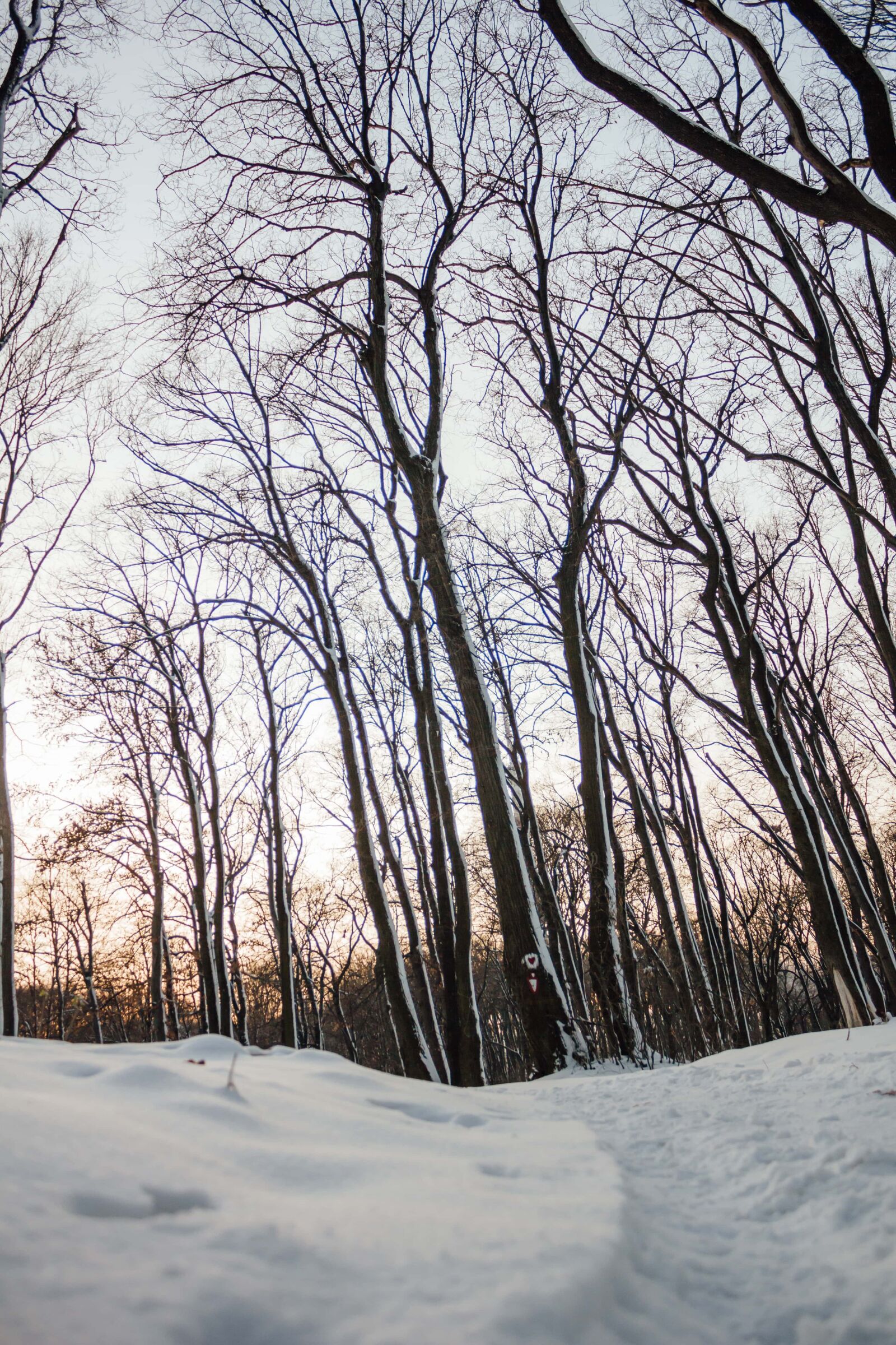 Canon EF-S 18-55mm F3.5-5.6 IS sample photo. Forest trail, snowy, winter photography