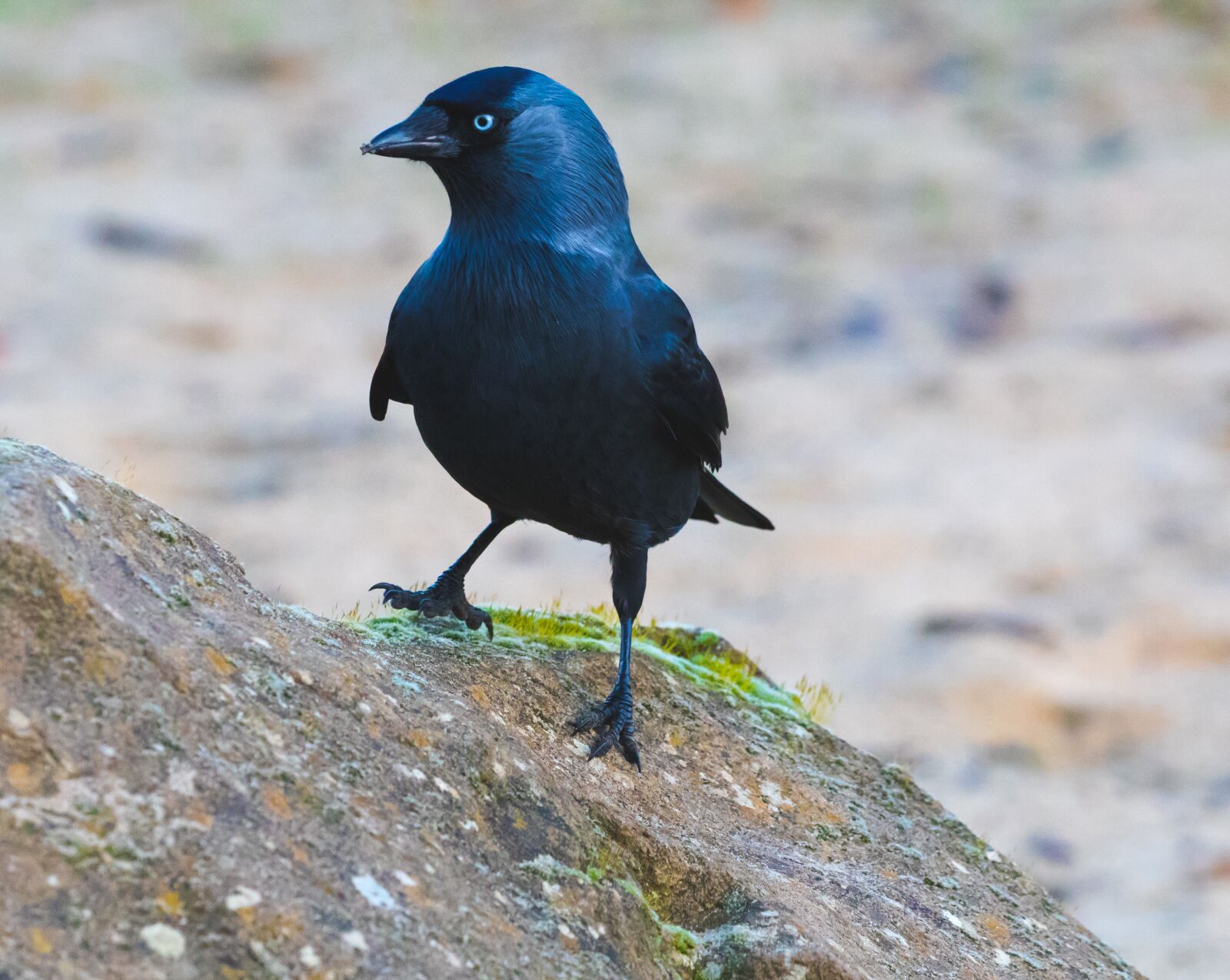 Canon EOS 7D Mark II sample photo. Jackdaw, black bird, corvid photography