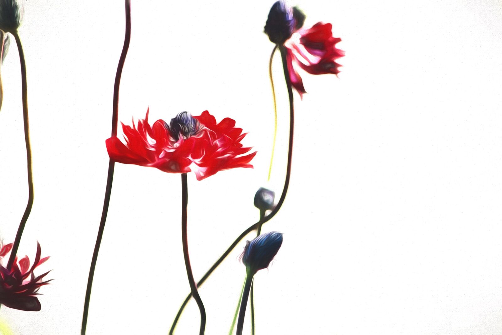 Nikon D7100 sample photo. Image, painted, painting photography