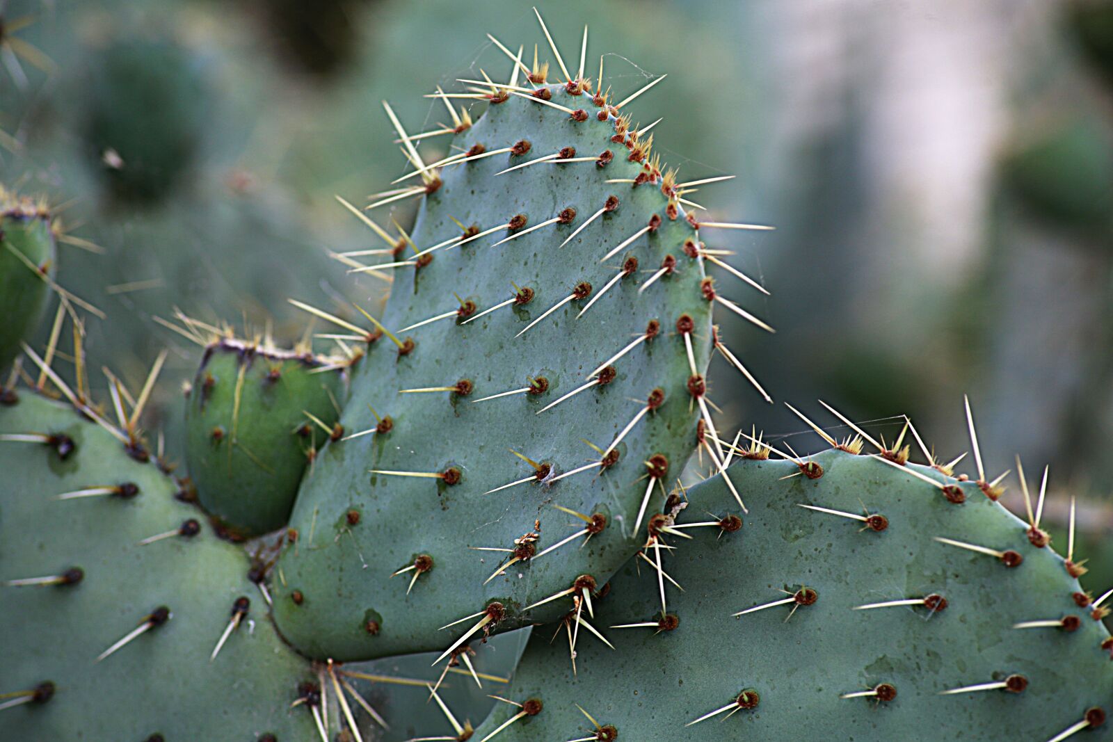 Canon EOS 5D Mark III sample photo. Fig, barbarism, prickly pear photography