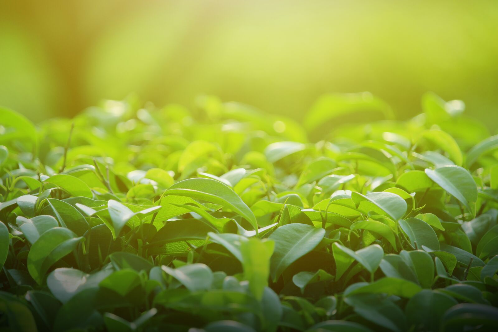 Canon EF-S 55-250mm F4-5.6 IS STM sample photo. Background, green, leaves photography