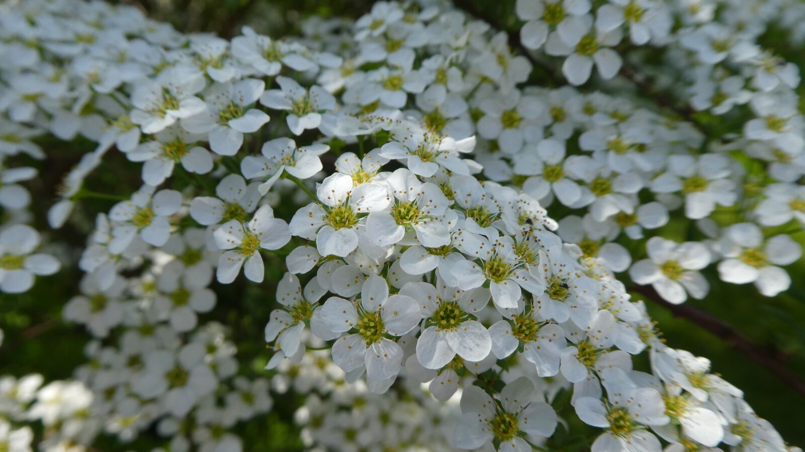 Panasonic DMC-TZ81 sample photo. Flowers, white, bush photography