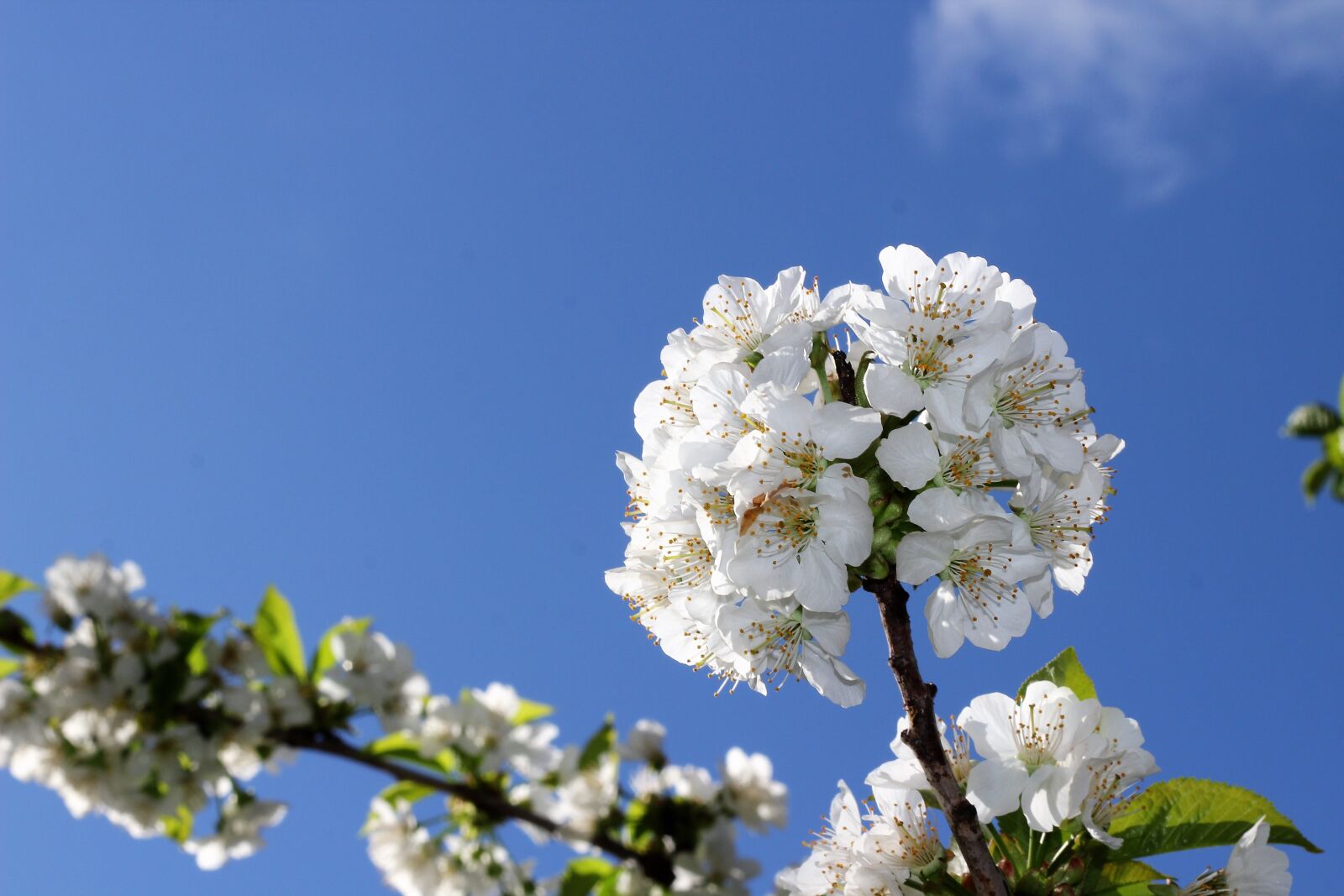 Canon EOS 600D (Rebel EOS T3i / EOS Kiss X5) + Canon EF 50mm F1.8 II sample photo. White flowers, spring, floral photography
