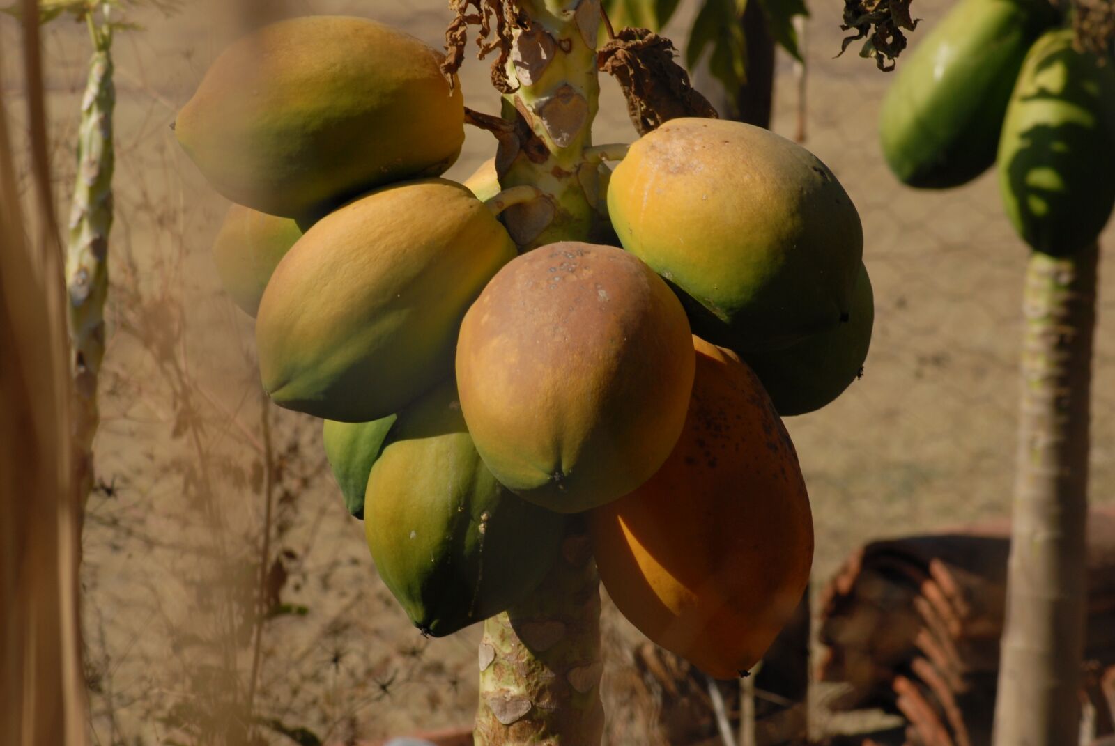 Nikon D200 sample photo. Papaya, fruit, food photography