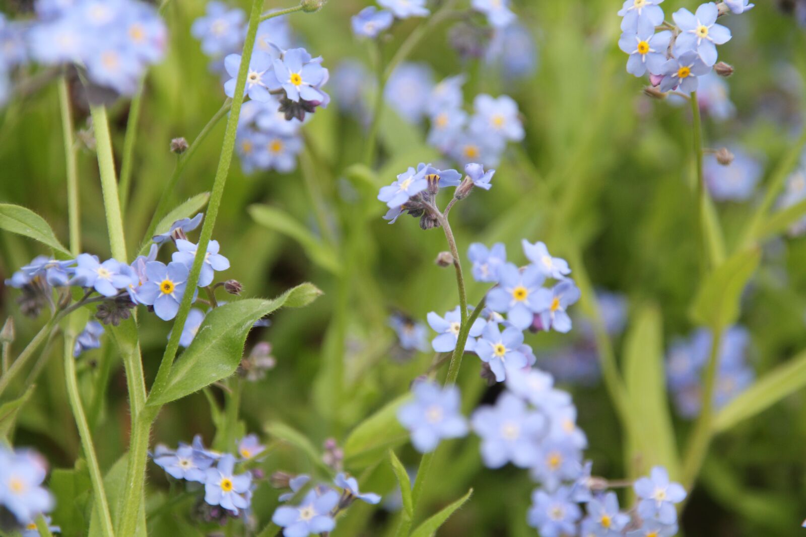 Canon EOS 550D (EOS Rebel T2i / EOS Kiss X4) sample photo. Plant, nature, blue photography