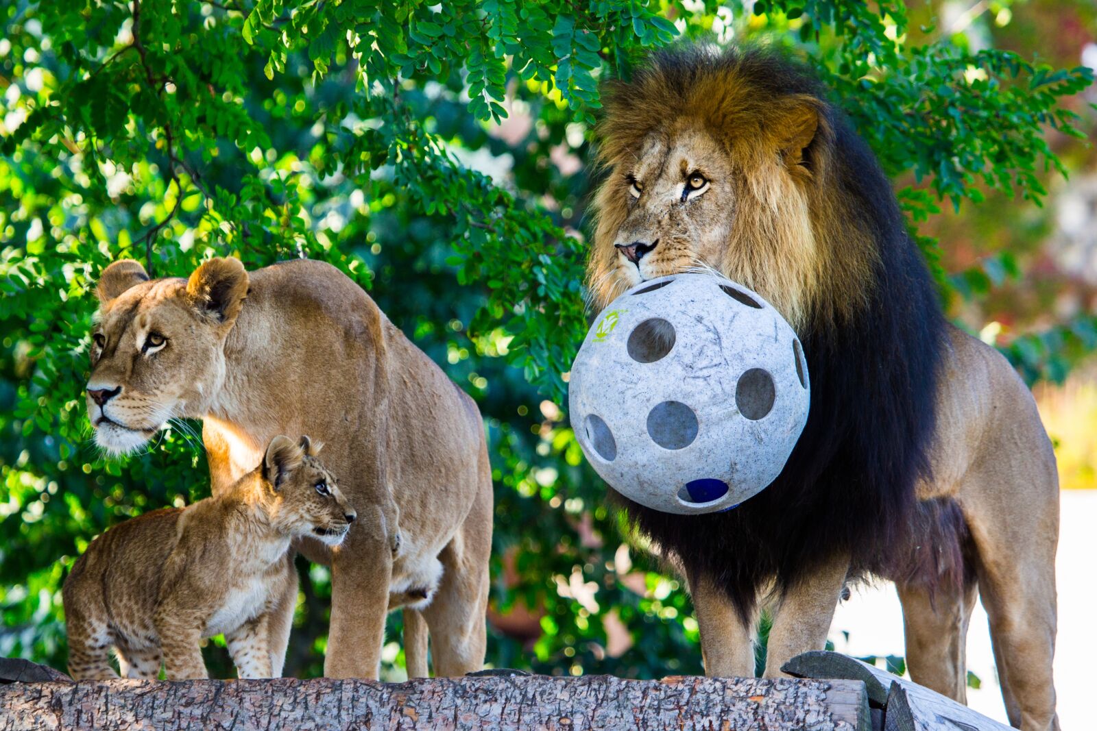 Canon EF 100-400mm F4.5-5.6L IS USM sample photo. Animal life, mammal, lion photography