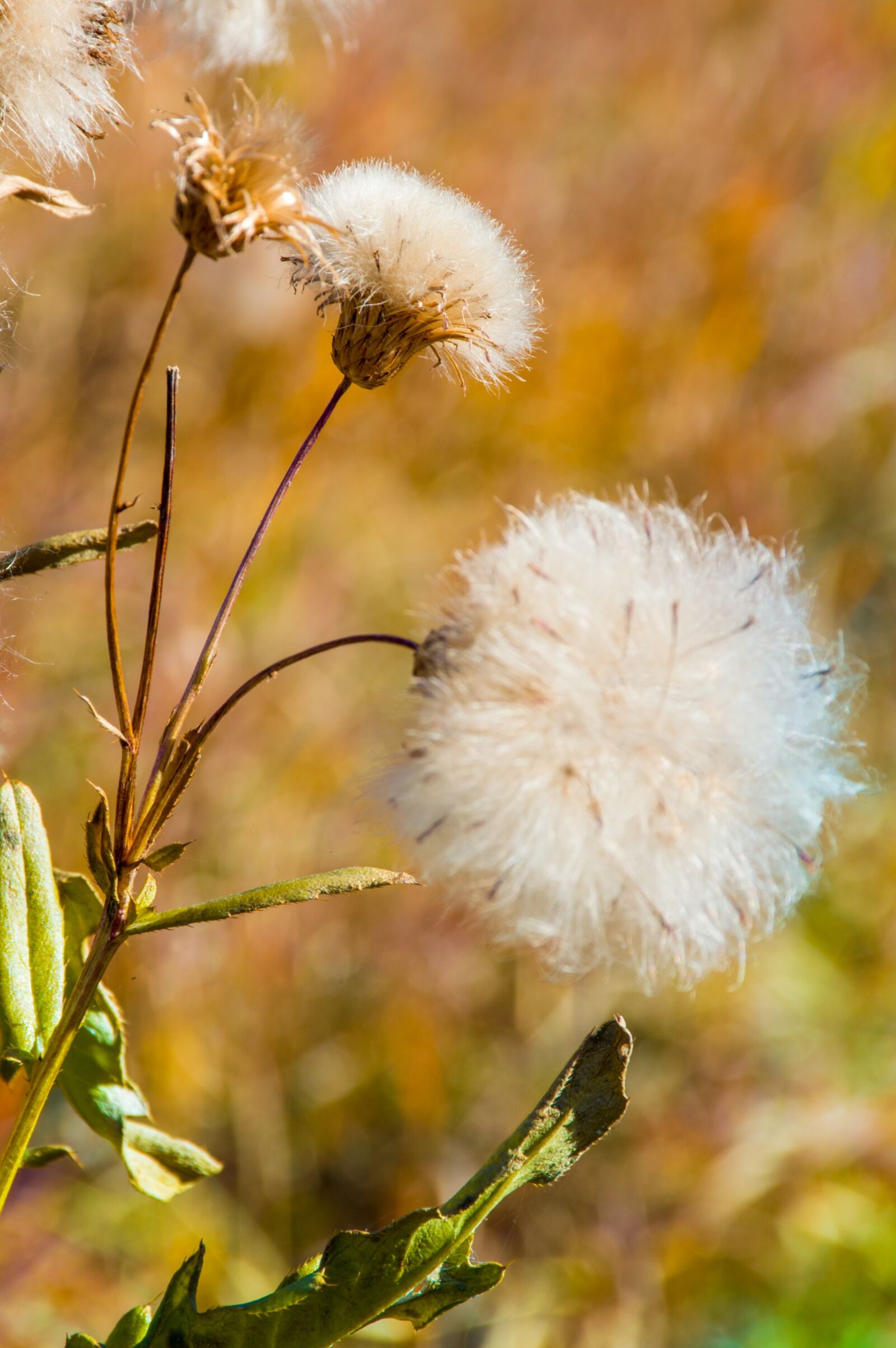 Nikon D3200 sample photo. Autumn, grass, closeup photography