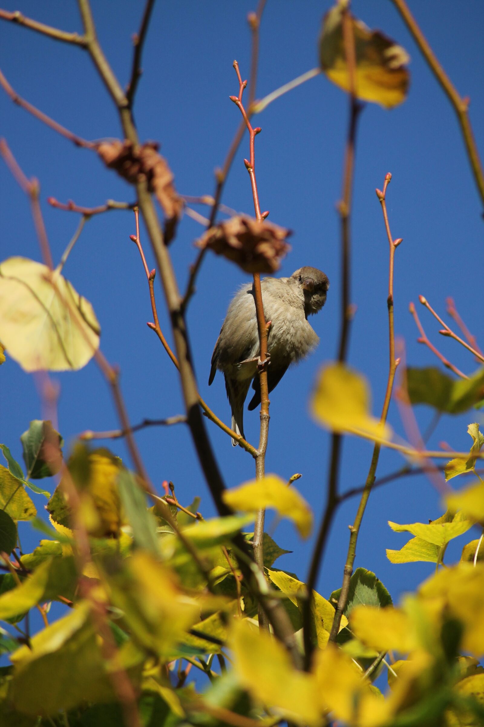 Canon EOS 1100D (EOS Rebel T3 / EOS Kiss X50) sample photo. Sparrow, bird, birds photography
