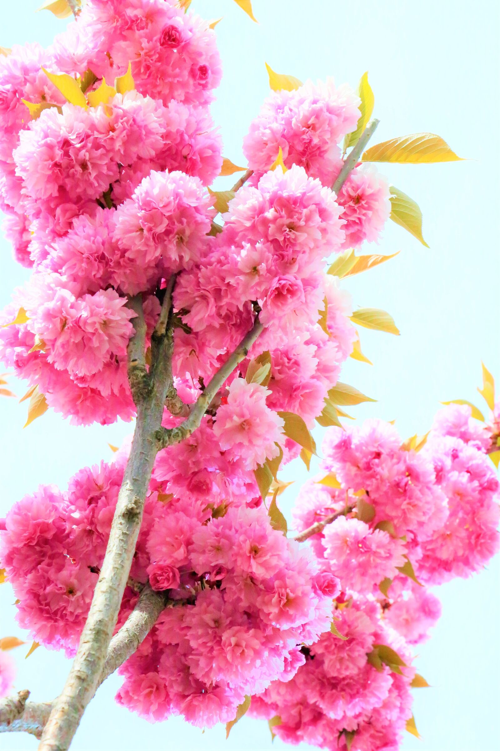 Canon EF 24-105mm F4L IS USM sample photo. Flowers, spring, nature photography