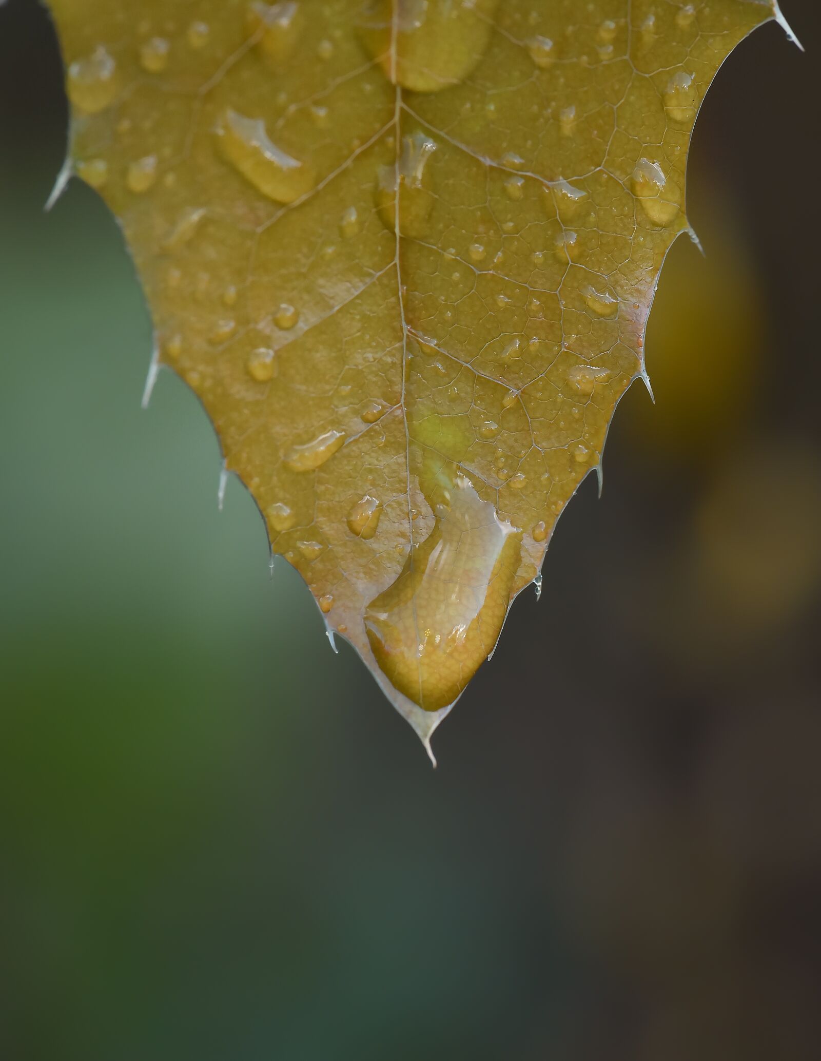 Nikon D810 sample photo. Macro, soft ptr, green photography