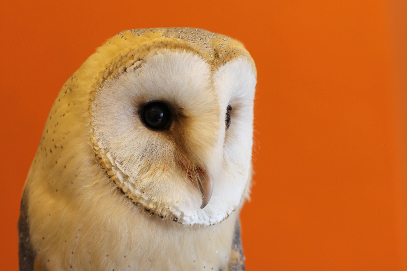 Canon EOS 1100D (EOS Rebel T3 / EOS Kiss X50) + Canon EF 50mm F1.8 II sample photo. Owl, barn owl, nocturnal photography