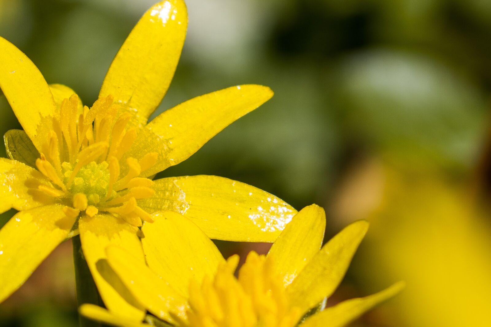 Nikon D5600 sample photo. Yellow, blossom, flower photography