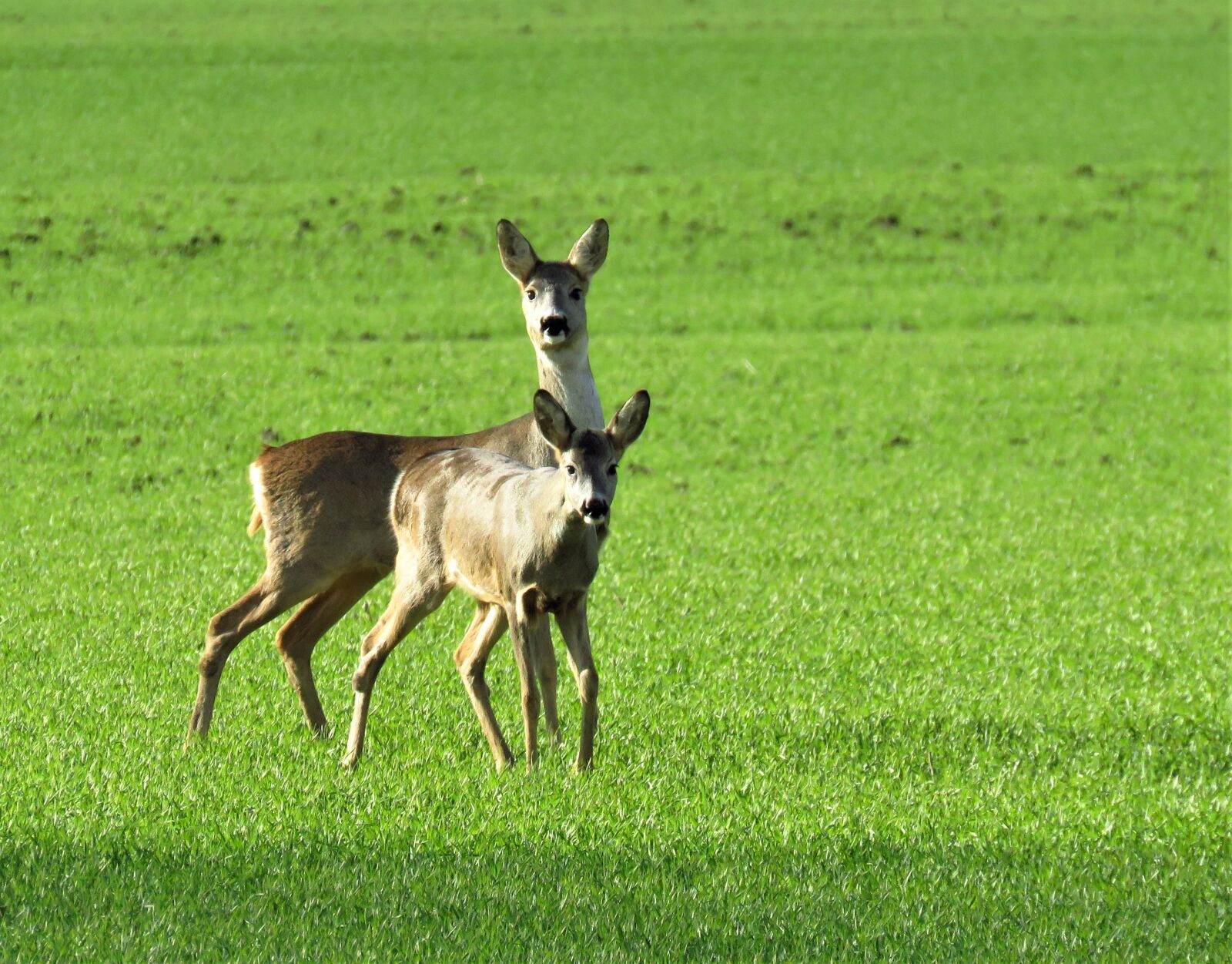 Canon PowerShot SX60 HS sample photo. Nature, wildlife, roe deer photography