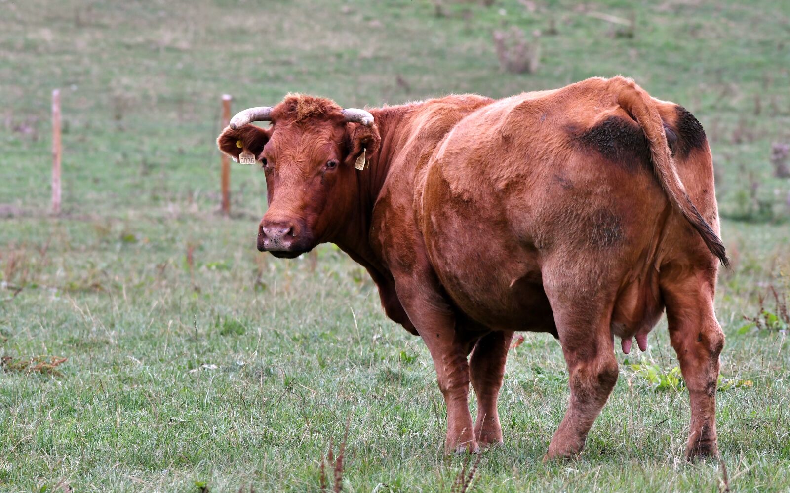 Nikon D500 sample photo. Cow, mammal, herkauwer photography