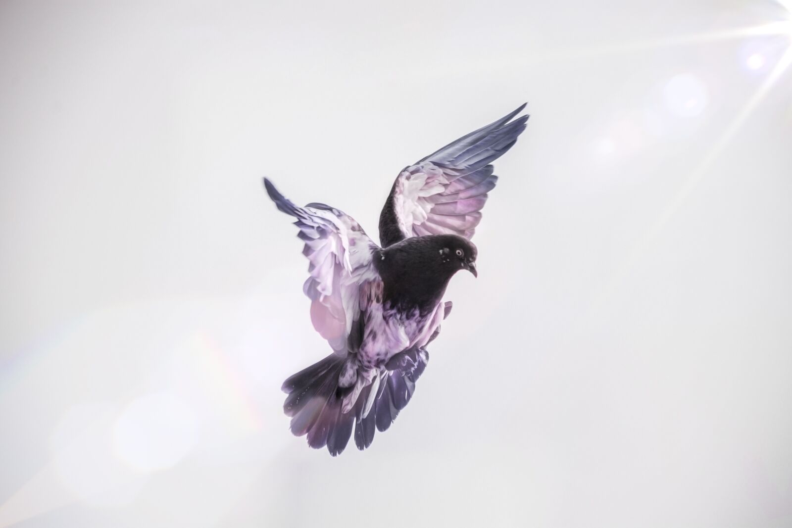 Nikon D7200 sample photo. Pigeon, dove, feathers photography