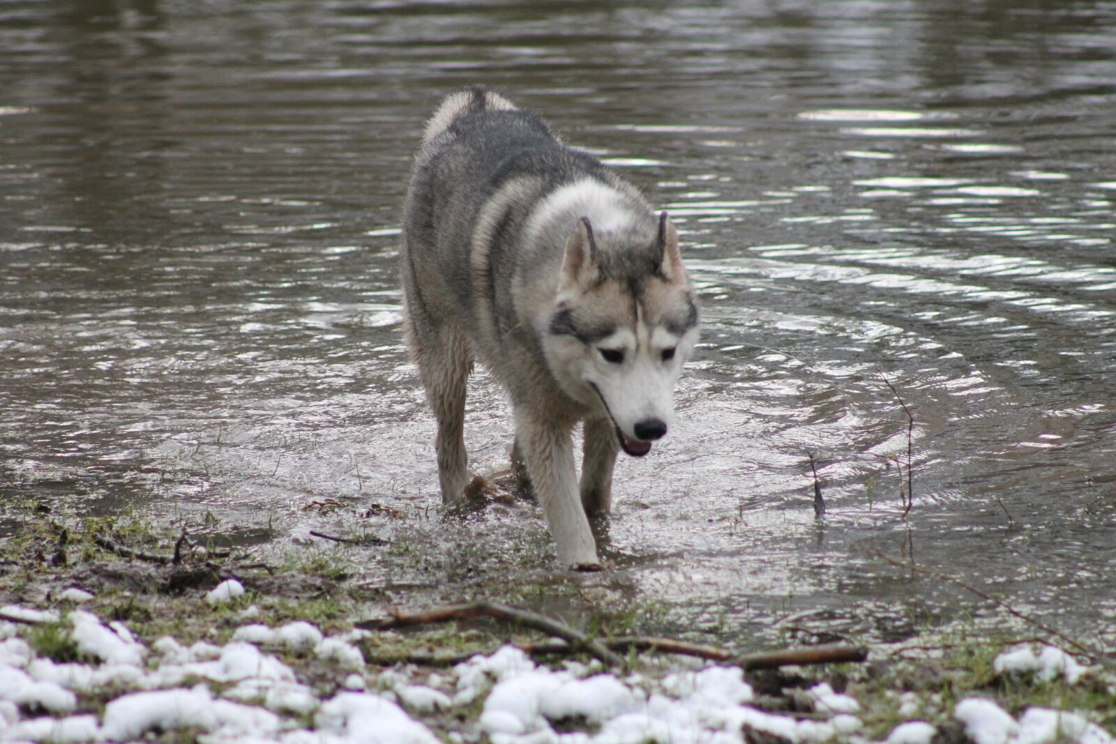 Canon EF75-300mm f/4-5.6 sample photo. Nature, dog, mammal photography