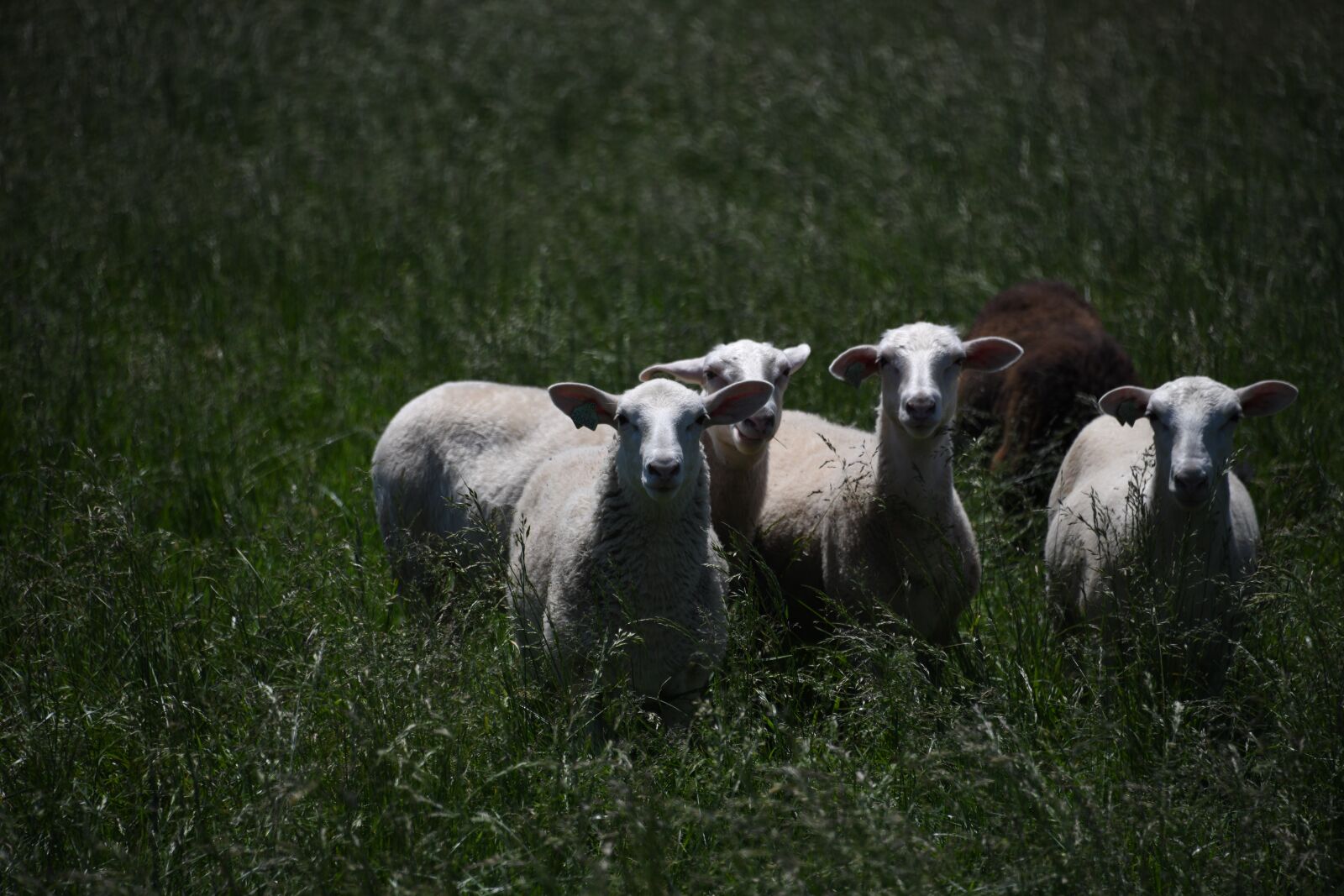 Nikon D850 sample photo. Sheep, farm, animal photography