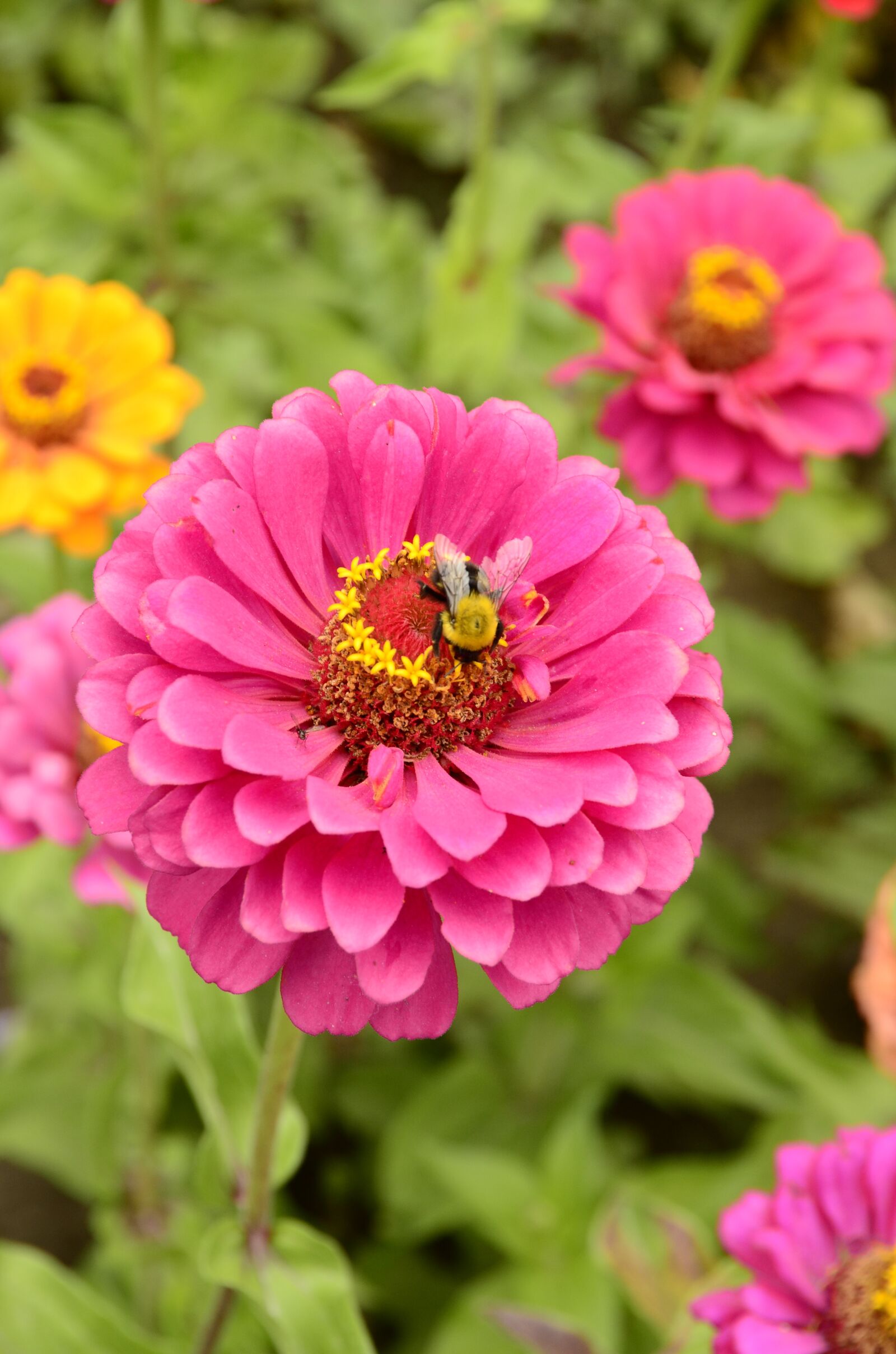 Nikon D7000 sample photo. Flower, pink, bee photography